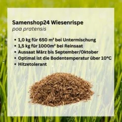 Samenshop24® Wiesenrispe Poa Pratensis , Inhalt: 1kg, Belastbar Mit Guter Hitzeverträglichkeit