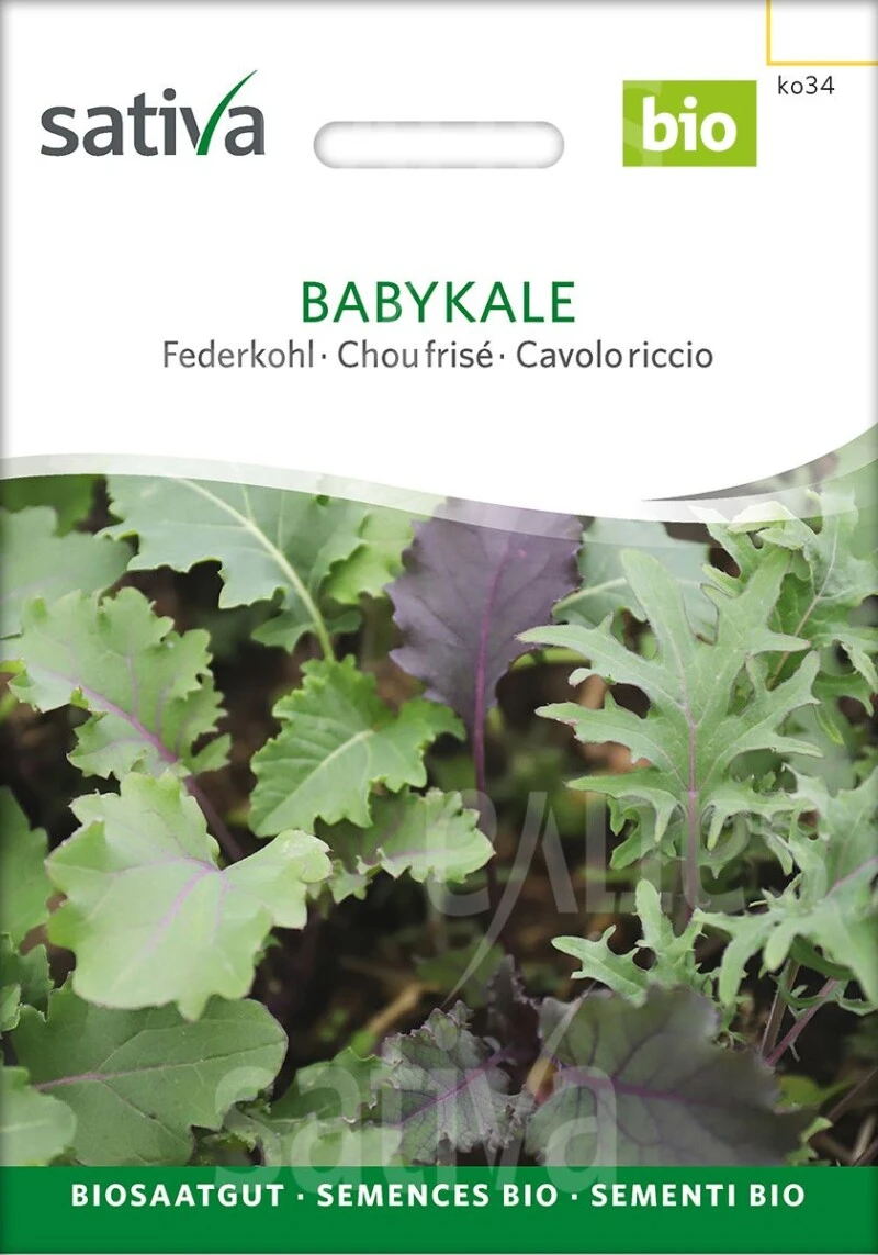 Babykale Federkohl Ernte Als Babyleaf Wie Beim Asiasalat 4 Babykale Federkohl Ernte Als Babyleaf Wie Beim Asiasalat – Bild 2