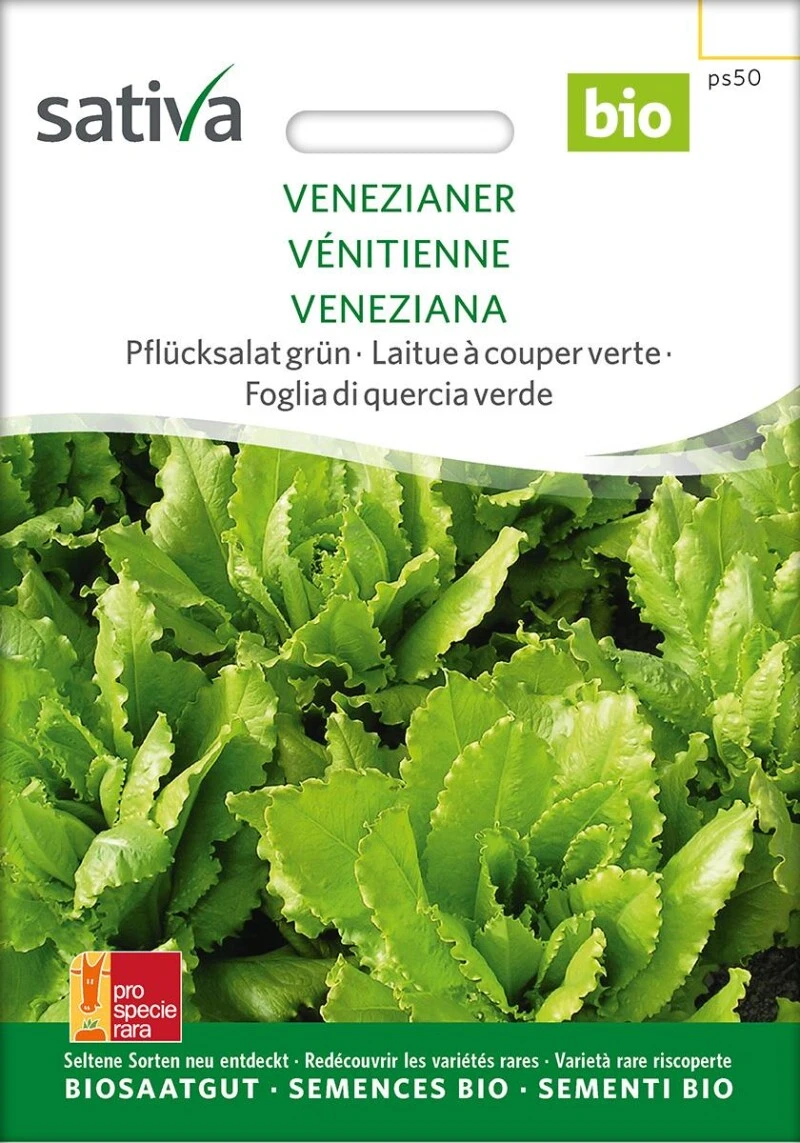 Pflücksalat Venezianer Interessante Alte Sorte Anbau Von Frühling Bis Herbst 4 Pflücksalat Venezianer Interessante Alte Sorte Anbau Von Frühling Bis Herbst – Bild 2