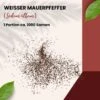 Weißer Mauerpfeffer Sedum Album Wildform Bodendecker Für Steingärten Heidegärten Und Dachbegrünung 2 Weißer Mauerpfeffer Sedum Album Wildform Bodendecker Für Steingärten Heidegärten Und Dachbegrünung -Krauter Samen Geschaft sedum album portion 14
