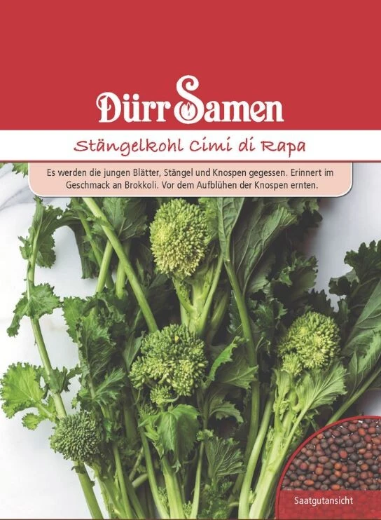 Stängelkohl Cimi Di Rapa, Blattgemüse, Jungen Blätter Stängel Und Knospen Zum Verzehr Geeignet 4 Stängelkohl Cimi Di Rapa, Blattgemüse, Jungen Blätter Stängel Und Knospen Zum Verzehr Geeignet – Bild 2