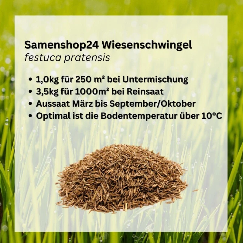 Samenshop24® Wiesenschwingel Festuca Pratensis | 1kg Für 250 M² | Mehrjähriges Und Ausdauerndes Gras 3 Samenshop24® Wiesenschwingel Festuca Pratensis | 1kg Für 250 M² | Mehrjähriges Und Ausdauerndes Gras